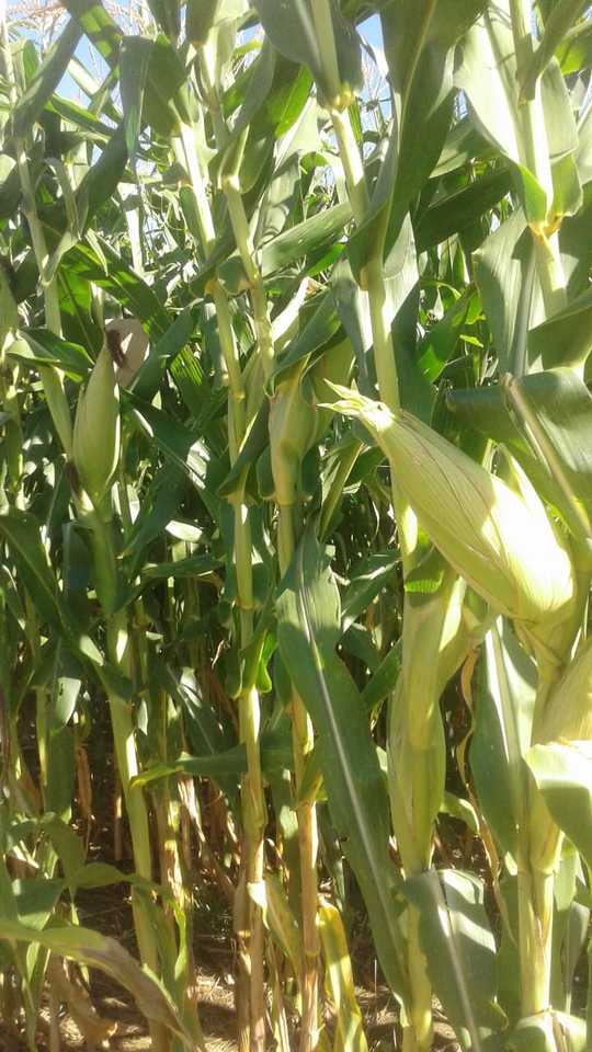 Cultivares adaptadas e com boas qualidade e rendimento são o foco do Programa de Melhoramento Genético do Milho, da UFT (Foto: Divulgação)