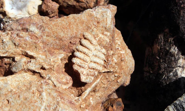 Folha fossilizada encontrada no Monaf (Foto: Carlos Eller/Governo do Tocantins)