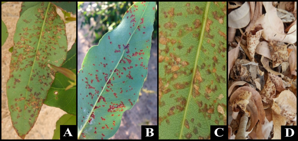 Sintoma da mancha bacteriana na folha de eucalipto. B: Lesões angulares, ressecadas, com perfurações nos centros. C: Lesão tipo anasarca característica da doença. D: Desfolha ocasionada pela doença.  (Foto: Divulgação)