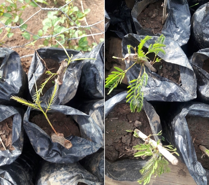 Mais de dez espécies fazem parte do experimento na 'Casa de Vegetação' (Foto: Iracy Martins/Divulgação)