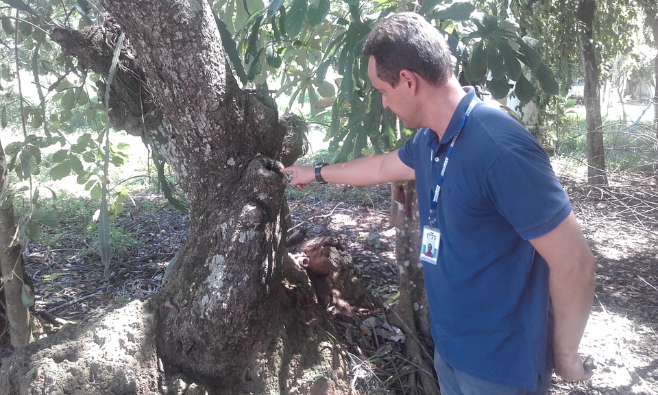 Professor Oliveira Júnior indica uma das colmeias encontradas no Câmpus de Palmas (Foto: Samuel Lima/Dicom)