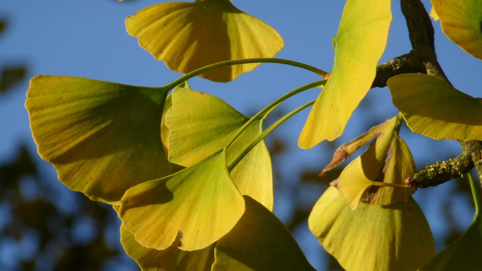 Ginko Biloba - Fitoterapia (Foto Ilustrativa: Pixabay)