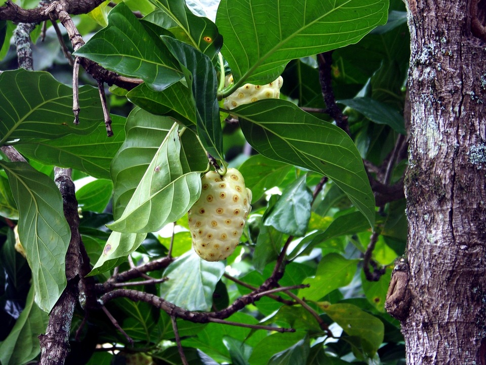 Fruto que da origem ao Óleo de Noni 