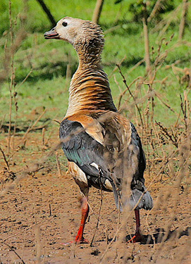 Censo do pato-corredor será na região dos rios Araguaia e Javaés (Foto: Divulgação/PPGBec)
