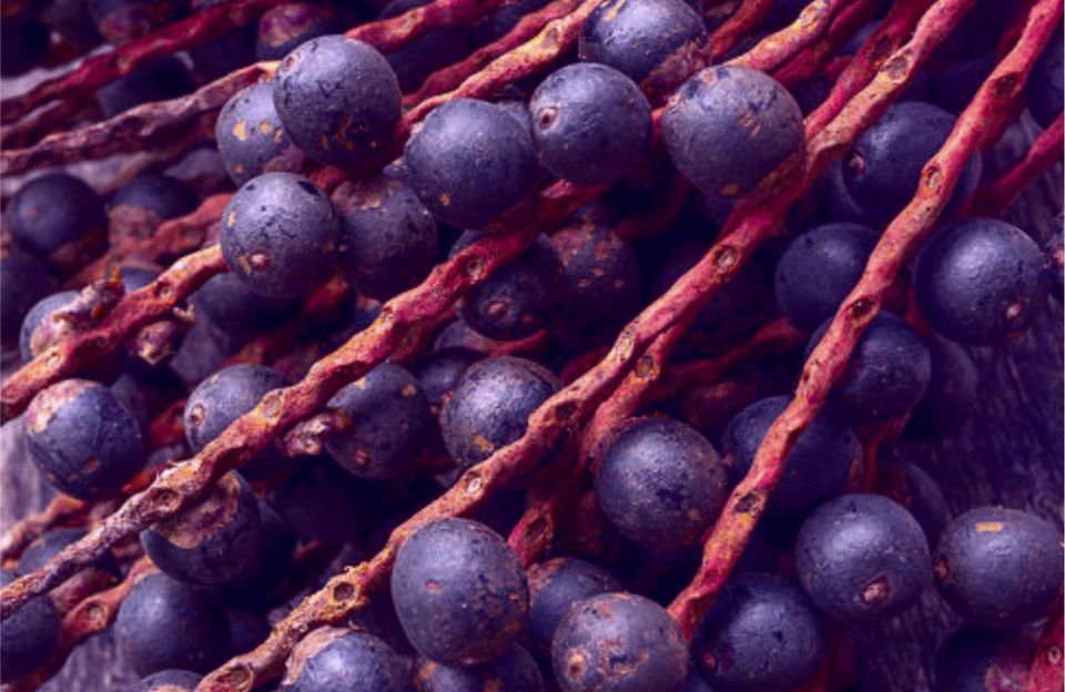 Método de extração e processamento de produtos à base de polpa integral de bacaba.