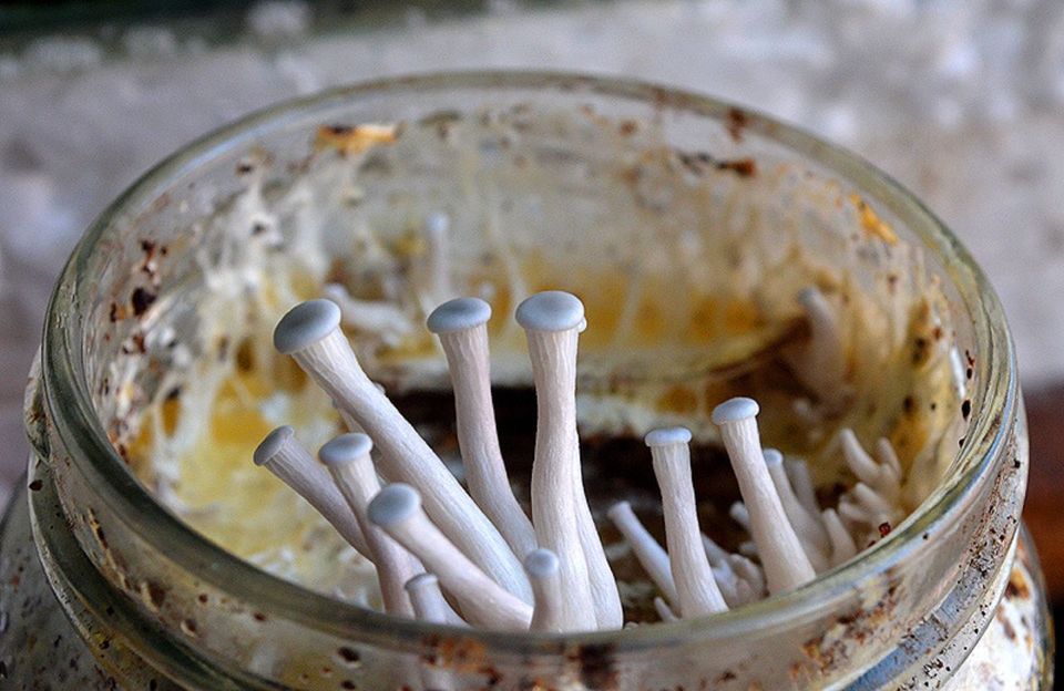 Coquetel Enzimático Obtido por meio de Cocultivo de Fungos