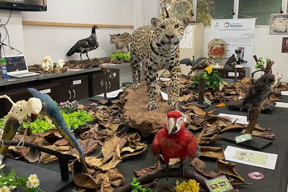 Museu de Morfologia da UFT realiza V Mostra com foco em ciência e educação ambiental