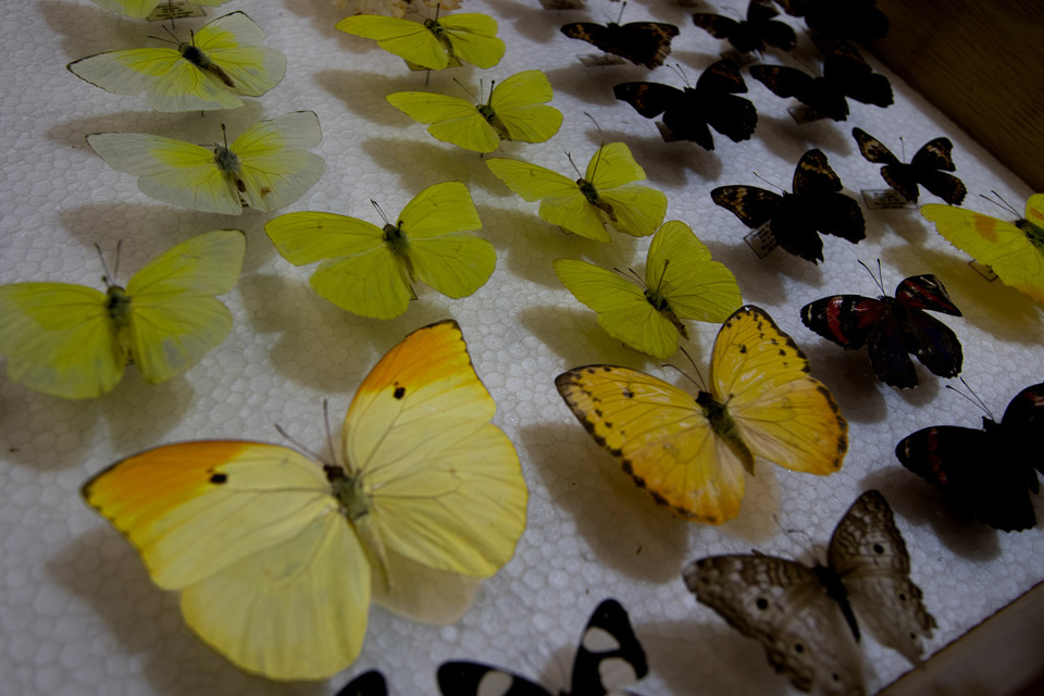 Foto com coleção de borboletas amarelas