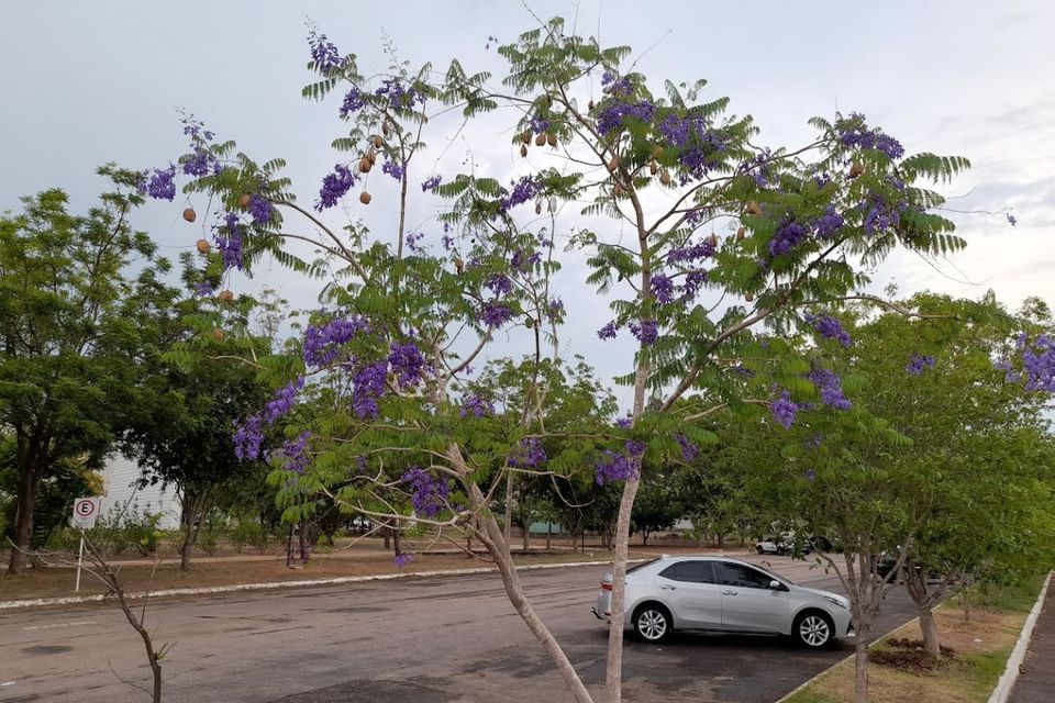 Fotografia mostra uma árvore de flores roxas em área de estacionamento do Câmpus de Palmas da UFT. Ao fundo, há outras árvores, veículos estacionados e vias internas do campus. A espécie, típica do Cerrado, destaca-se pela floração abundante que colore a paisagem com tons de roxo.