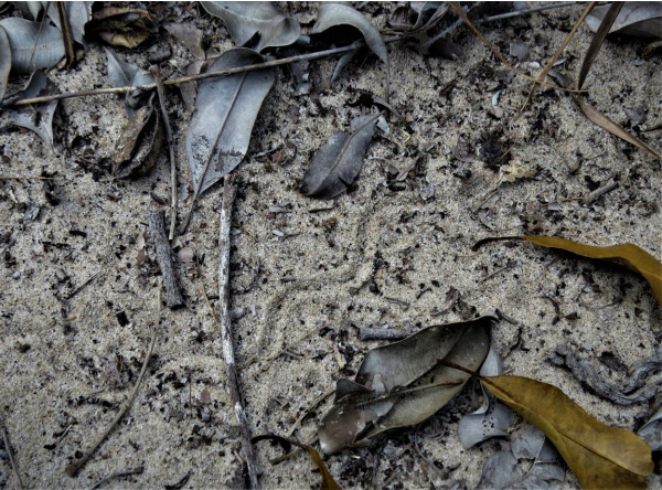 Rastro característico deixado pela Bachia psamophila quando serpenteia pelas areias (Foto: Reuber Brandão)