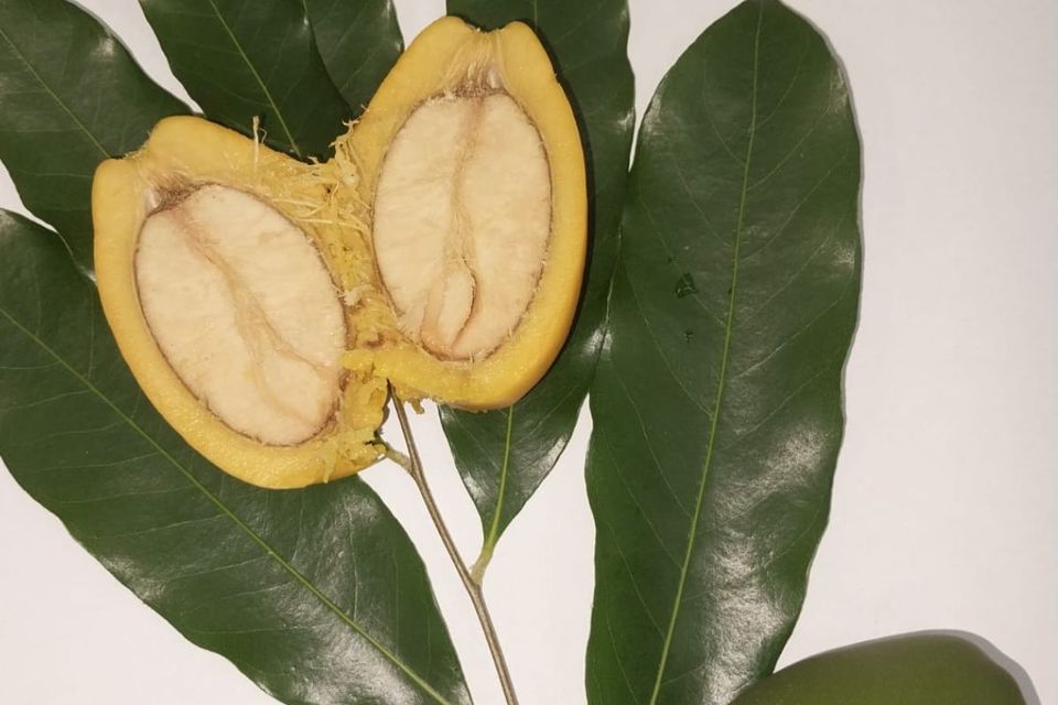 Pesquisa do PPGCTA em parceria internacional desenvolve material sustentável para conservação de alimentos