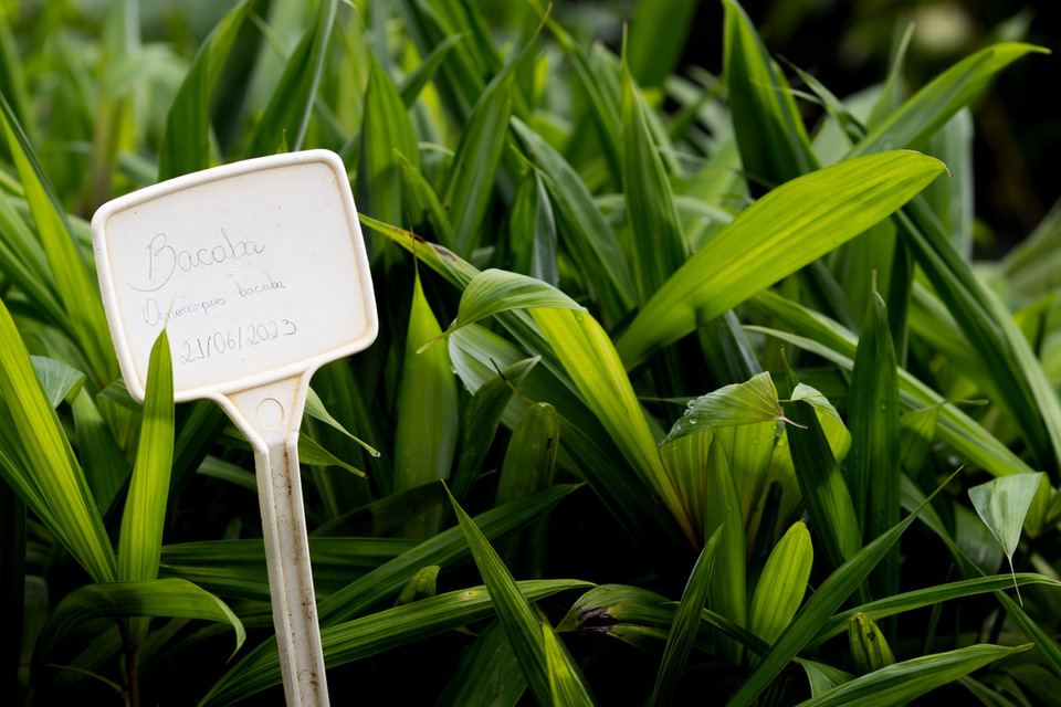 Publicado edital de seleção do Mestrado e Doutorado em Produção Vegetal