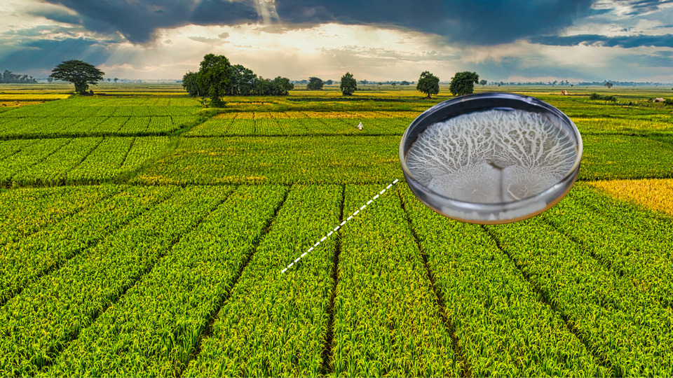 UFT realiza primeira transferência de tecnologia para o setor produtivo