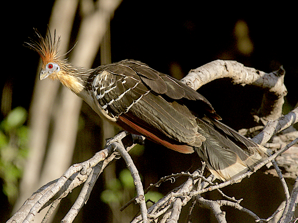 UFT celebra 25 anos do Canguçu com publicação de ebook dedicado à biodiversidade do ecótono Amazônia-Cerrado