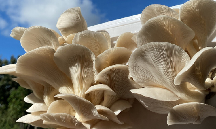 Cogumelos comestíveis são ricos em vitaminas, proteínas, minerais e substâncias antioxidantes (Foto: Divulgação/Lacombi)