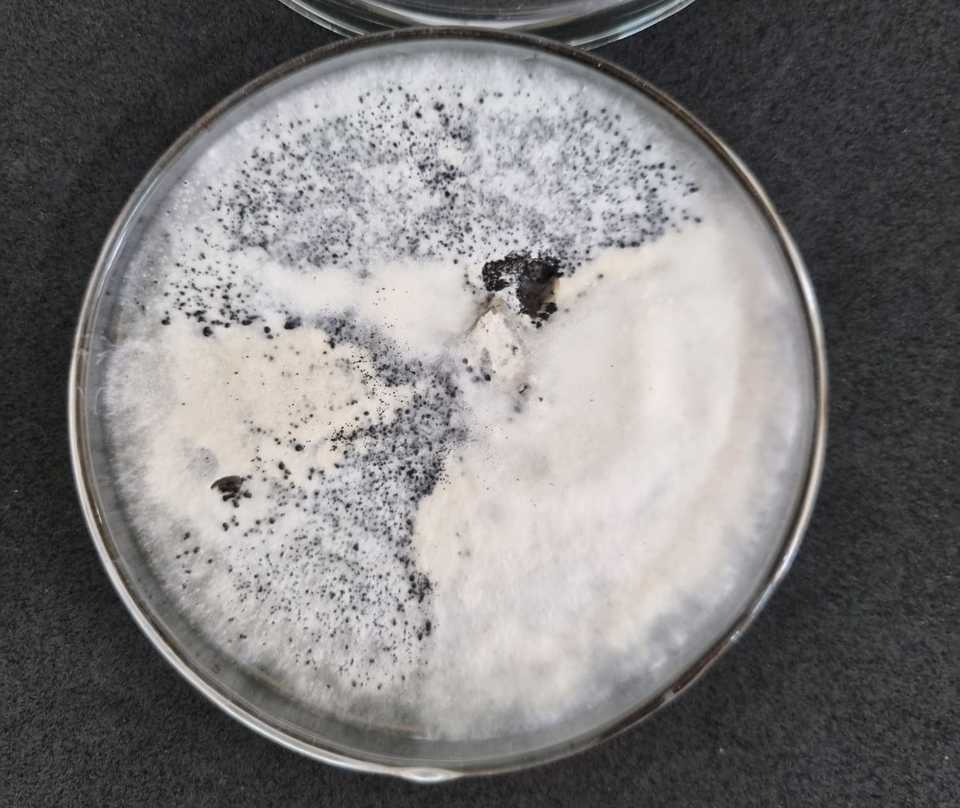 placa de experimento com presença de fungo