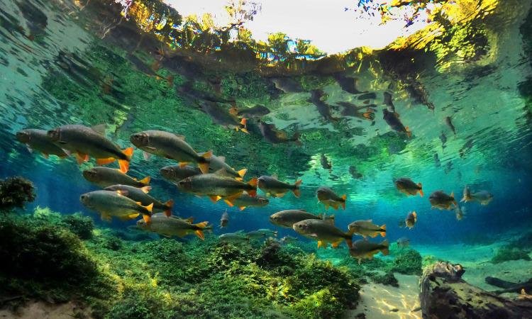 Piraputangas são uma das espécies de peixes que dispersam sementes, ajudando na restituição de vegetação ciliar (Foto: José Sabino)