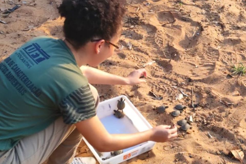 Projeto Quelônios alerta para aumento de filhotes de tracajá encontrados no Câmpus de Palmas da UFT