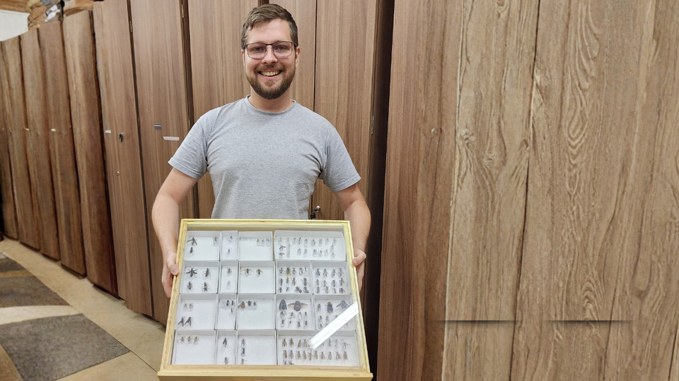 Pesquisador da UFT descreve nova espécie de vespa rara encontrada no Tocantins