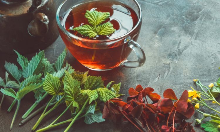 Plantas Medicinais (Foto: Divulgação)