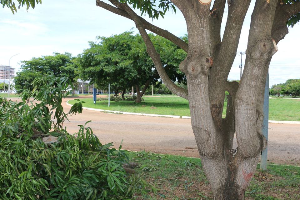 Coinfra realiza podas periódicas para garantir segurança e conservação ambiental no Câmpus de Palmas