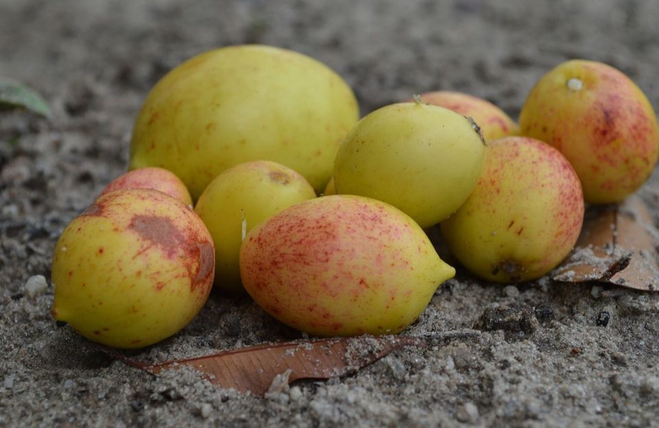 Bebida probiótica da mistura de polpas de cagaita(Eugenia Dysenterica) e mangaba(Hancornia Speciosa) sua composição e método de preparação