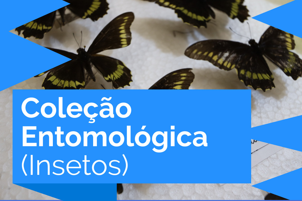 Coleção Entomológica (Insetos)