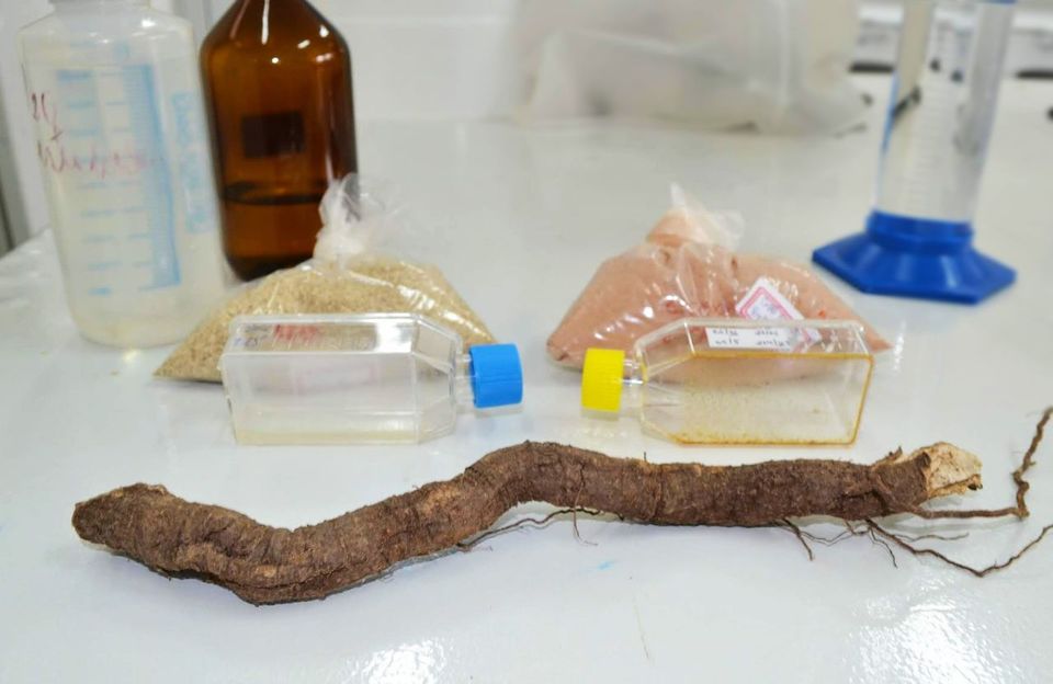 Tecnologia da UFT para enfrentamento da dengue é licenciada com exclusividade para startup de biotecnologia