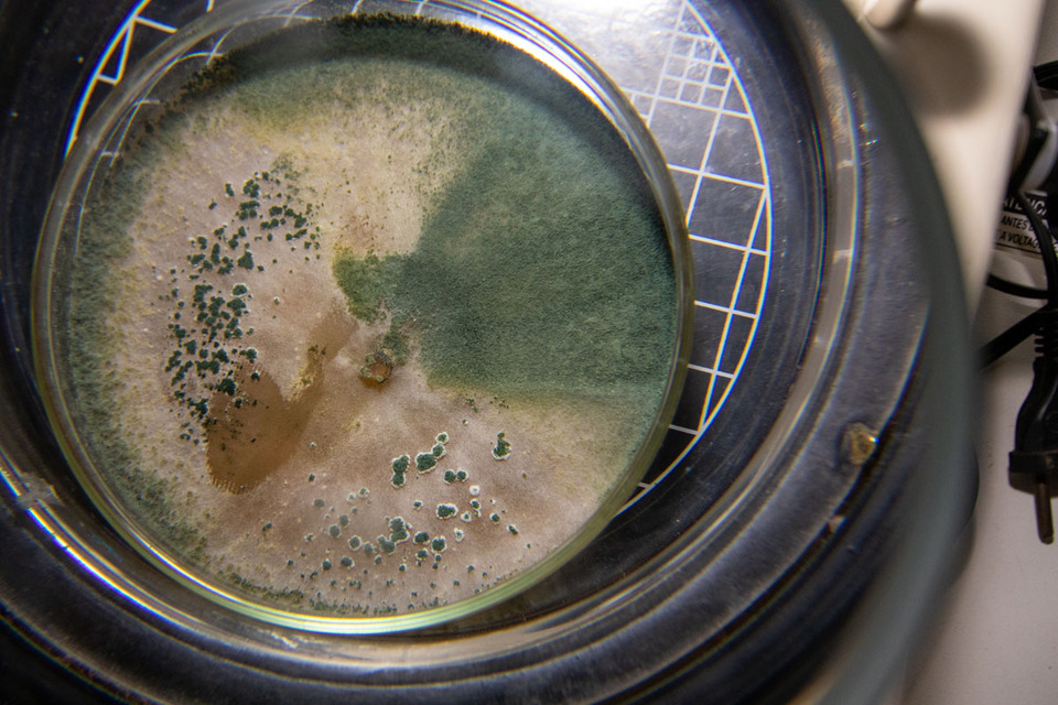 UFT oferta curso sobre fungos e biocombustíveis com apoio da ONU